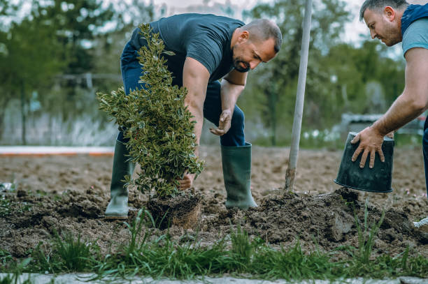 The Steps Involved in Our Tree Care Process in Brookdale, SC